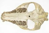 Fossil Oreodont (Merycoidodon) Skull on Base - South Dakota #217200-12